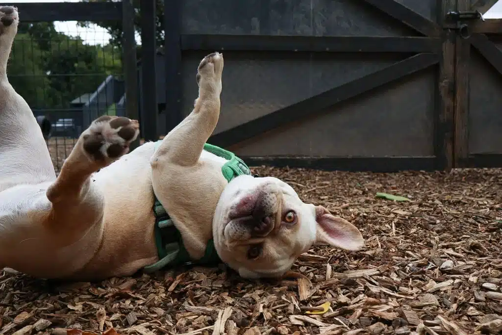Colin and Co - a happy dog rolling on the floor